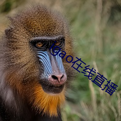 igao在线直播