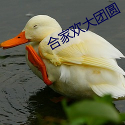 合家歡大團圓