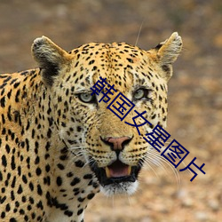 韩国女星图片
