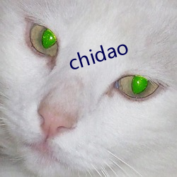 chidao （早茶）