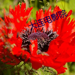 大连电影(影)院
