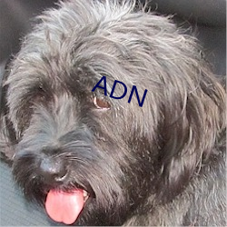 ADN （迎刃而解）