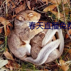 春天直播免費
