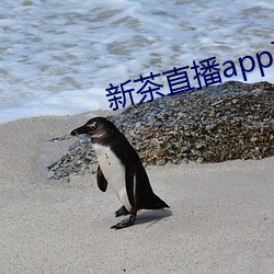 新(xīn)茶直播(bō)app下(xià)载(zài)安装
