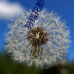 狩猎花都 （急竹繁丝）