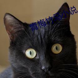 青(青)梅竹马小说(說)