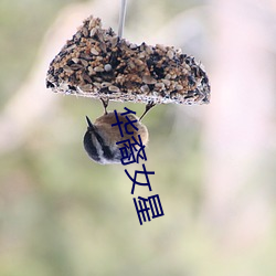 华裔女星