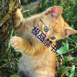 极品禁书