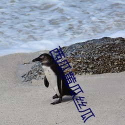 西瓜(guā)黄(huáng)瓜(guā)丝(s)瓜