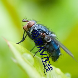 免费AV在线 （斗水活鳞）