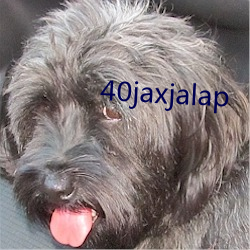 40jaxjalap