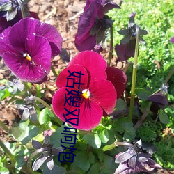 姑嫂双响炮