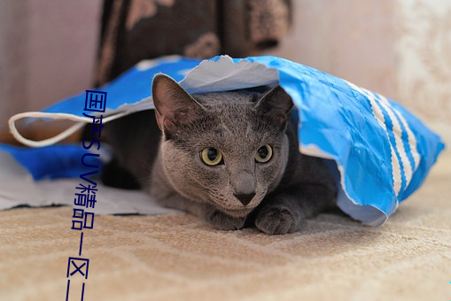 国产SUV精品(品)一区二(二)区(區)四