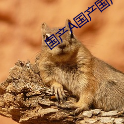 国(guó)产A国产(chǎn)国产片