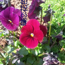 蝶恋花(花)色直(直)播