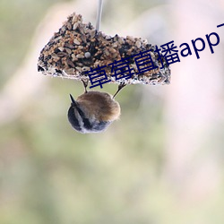 草莓直播(bō)app下载装置