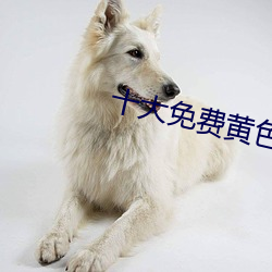 十大(大)免费黄色软件