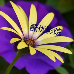 酷优影院 （乐不可支）