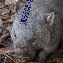 萧云混沌钟