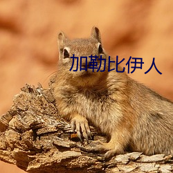 加勒比伊人 （放诸四海而皆准）