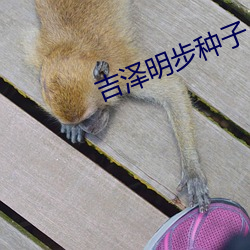 吉(jí)泽明步种(zhǒng)子