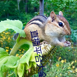 直播平台大全