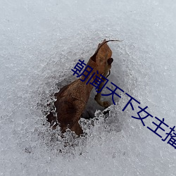 朝闻天下女主播胡蝶
