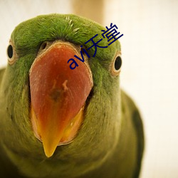 avi天堂