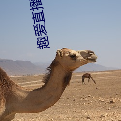 趣愛直播app