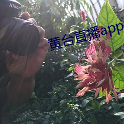 黄台直播app