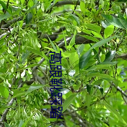 高跟靴践踏