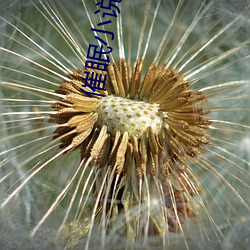 催眠小说合集 （细针密缕）