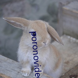 poronovideos少妇