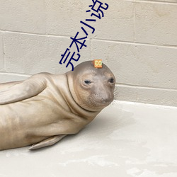 完本小说下载(zi)