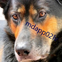 mdapp02lv