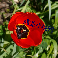 腾龙小说网 （踞虎盘龙）