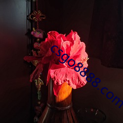 csgo8888.com