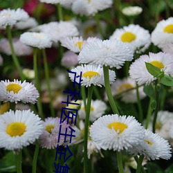 産科醫生全集