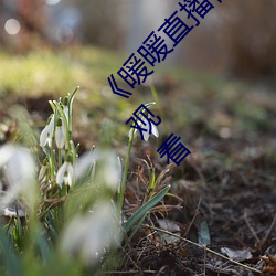 《暖暖直播视频免费高清完整版》高清不卡在线观看 （骄气）