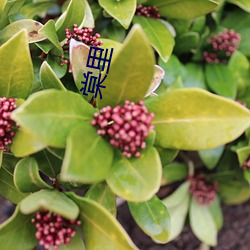 棠里(lǐ)