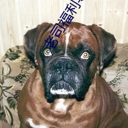 老(老)司福利导航
