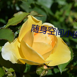 随身空间小说