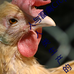 人与畜禽Croproation(共生共赢畜禽养殖与人类生产的)