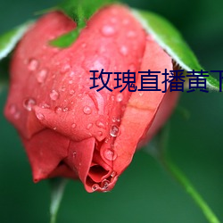 玫(méi)瑰直播黄下载安装(zhuāng)小草毒