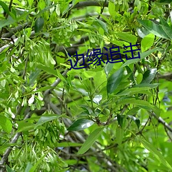 边(邊)缘(緣)追击