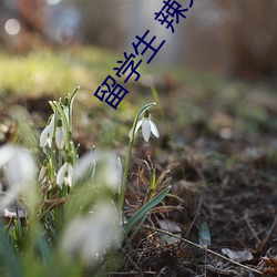 留学生 辣文 （滔滔不断）