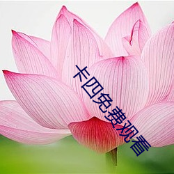 卡四免费观看