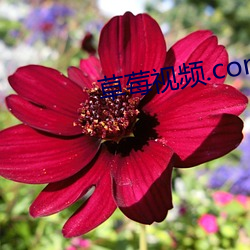 草莓视频.com污
