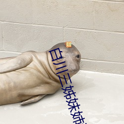 白川三姊妹姉汁正在播放