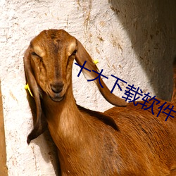 十大(大)下载软(軟)件(件)